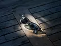 post_big/247282-meta-ray-ban-ltd-edition-vpavic-0126.webp