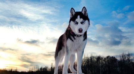 La criptomoneda HUSKYX se dispara un 34.368% en dos días