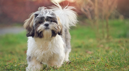 El meme de la criptomoneda Shih Tzu ha subido de precio en un 847800% en unos minutos