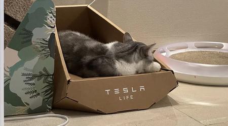 Parece que Tesla ha robado el diseño de una tumbona para gatos "estilo Cybertruck" a una empresa taiwanesa