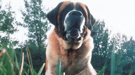 Netflix planea rodar una reimaginación de la novela de King Cujo sobre un perro terrible