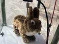 post_big/robo-bunny.jpg