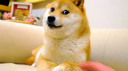 Kabosu, el perro del meme Doge, ha muerto en su 18º año de vida