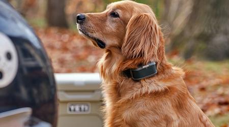 Se ha presentado la primera correa virtual para perros del mundo. Pero a los defensores de los animales no les gustará.