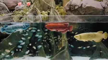Bionic Arowana: el pez robótico de 5.000 dólares que imita a un dragón de agua real
