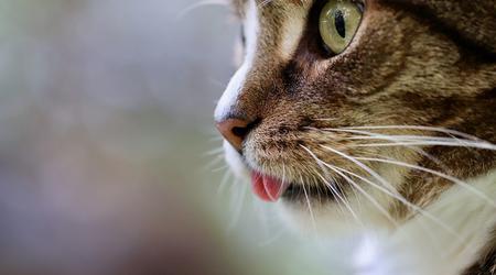 El ojo de gato ayudó a científicos coreanos a crear una cámara de visión nocturna única
