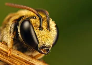 Las abejas impiden a Meta construir ...