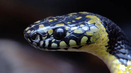 Científicos filman una rara serpiente lobo en el Tíbet