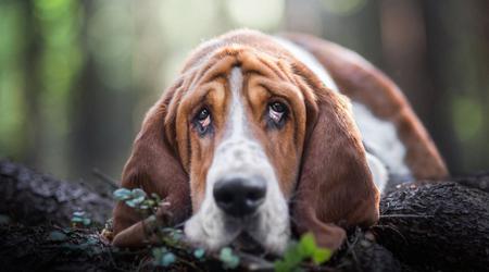 Los perros ya no se aburrirán. Los científicos han diseñado una plataforma de juegos para entretener a los jugadores de cuatro patas