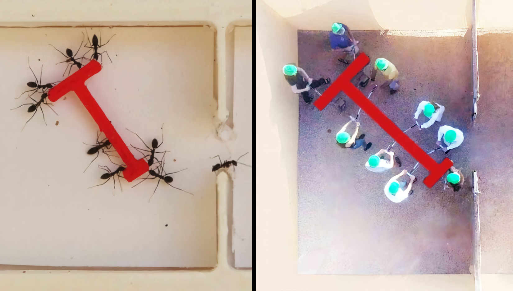 Experimento único: Cómo las hormigas y los humanos realizan la misma tarea