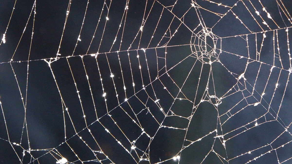 Optometrista de arte: Estructuras de telaraña en fotografía macro Fotos únicas: Cómo se ve el mundo a través de una lente en la red