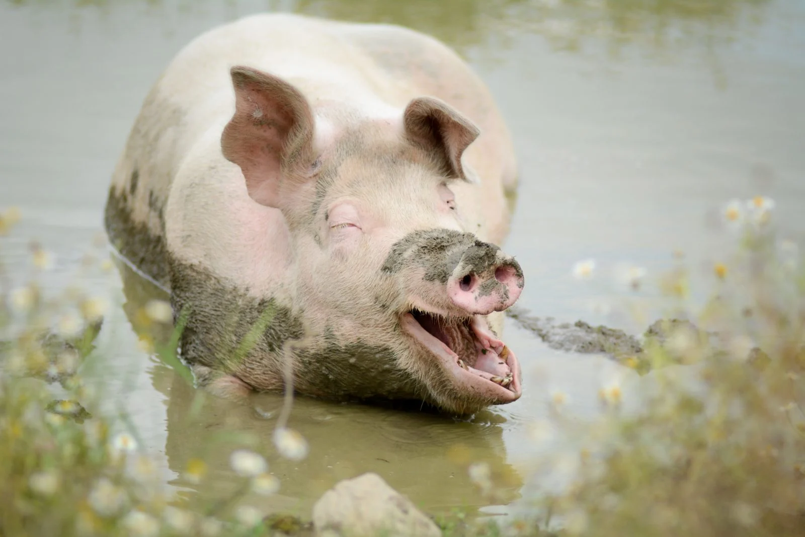 Los científicos lograron reanimar a un cerdo una hora después de su muerte: algunos órganos se recuperaron al 100% Los científicos lograron reanimar a un cerdo una hora después de su muerte: algunos órganos se recuperaron al 100%