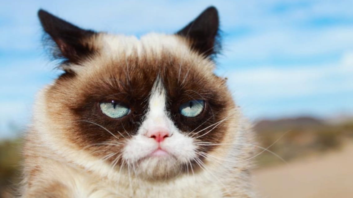 Estados Unidos ha desarrollado el sistema de guerra electrónica basado en el aprendizaje automático Angry Kitten para aviones de combate Estados Unidos ha desarrollado el sistema de guerra electrónica basado en el aprendizaje automático Angry Kitten para aviones de combate