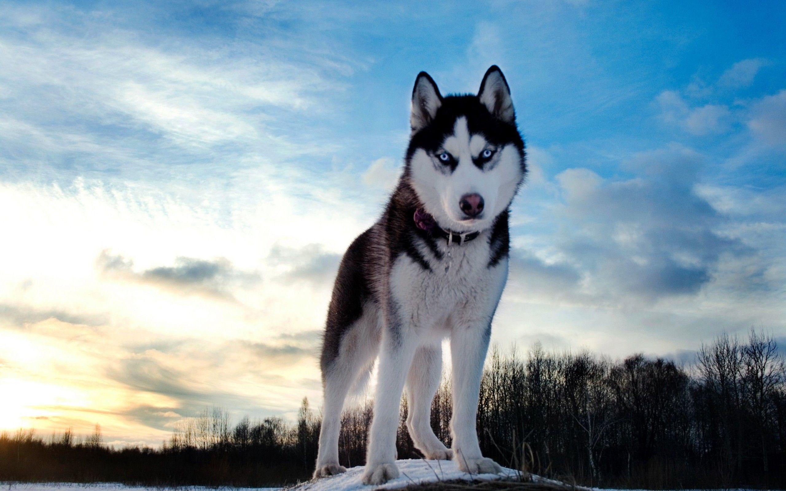 La criptomoneda HUSKYX se dispara un 34.368% en dos días