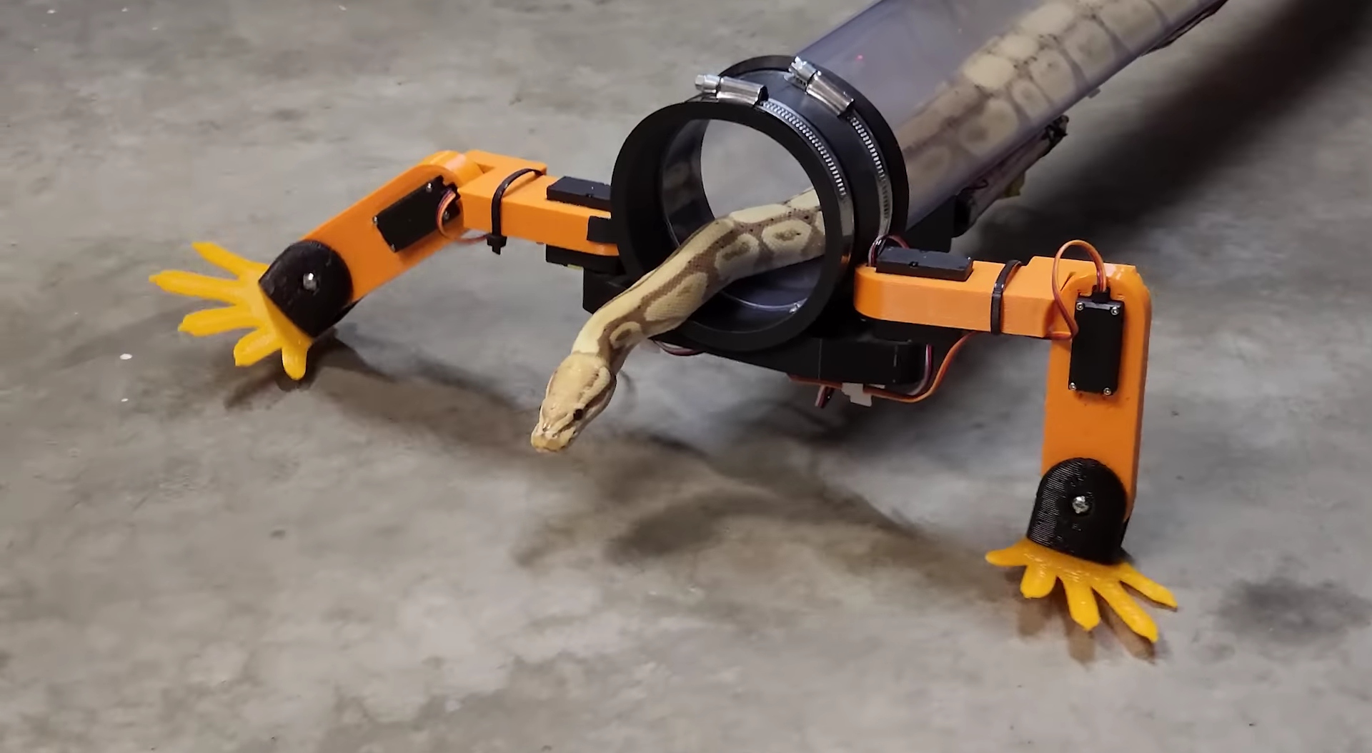 Un ingeniero desarrolló unas patas robóticas para una serpiente: le encantó Un ingeniero desarrolló unas patas robóticas para una serpiente: le encantó