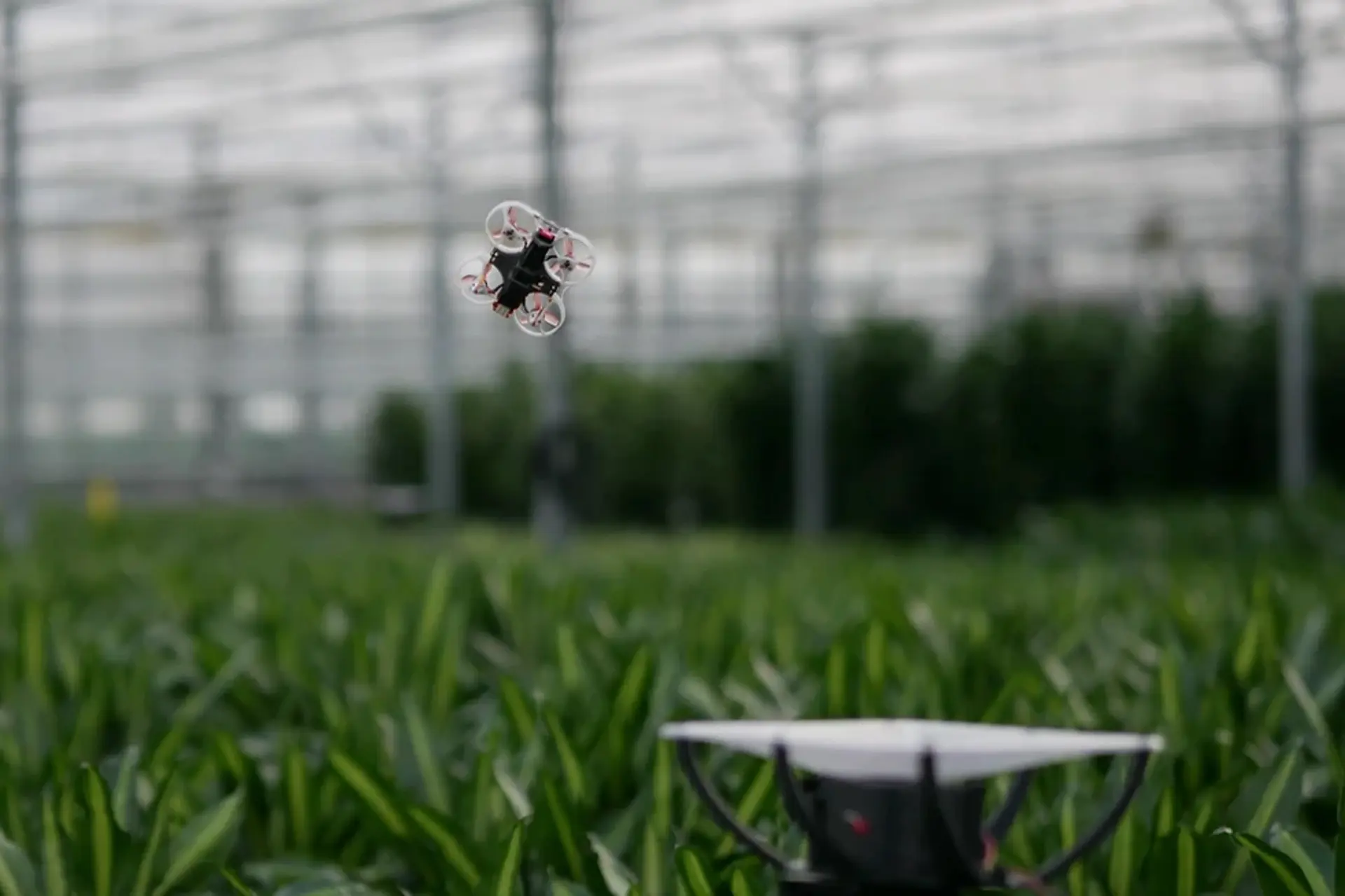 Ingenieros holandeses quieren exterminar insectos en invernaderos con drones, cámaras de infrarrojos e inteligencia artificial