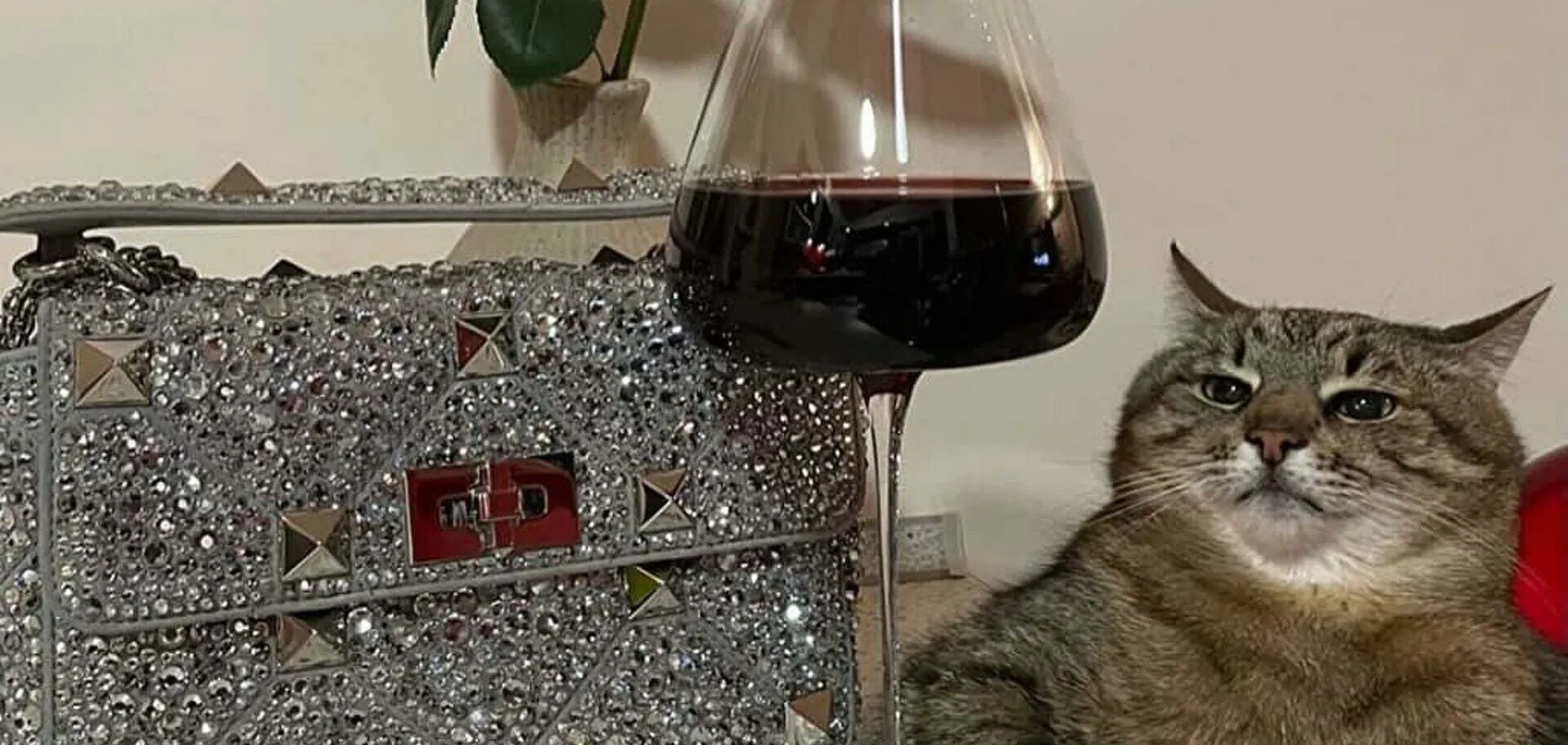 Kharkiv cat Stepan ha recaudado $ 10,000 en ayuda financiera para animales en Ucrania Kharkiv cat Stepan ha recaudado $ 10,000 en ayuda financiera para animales en Ucrania