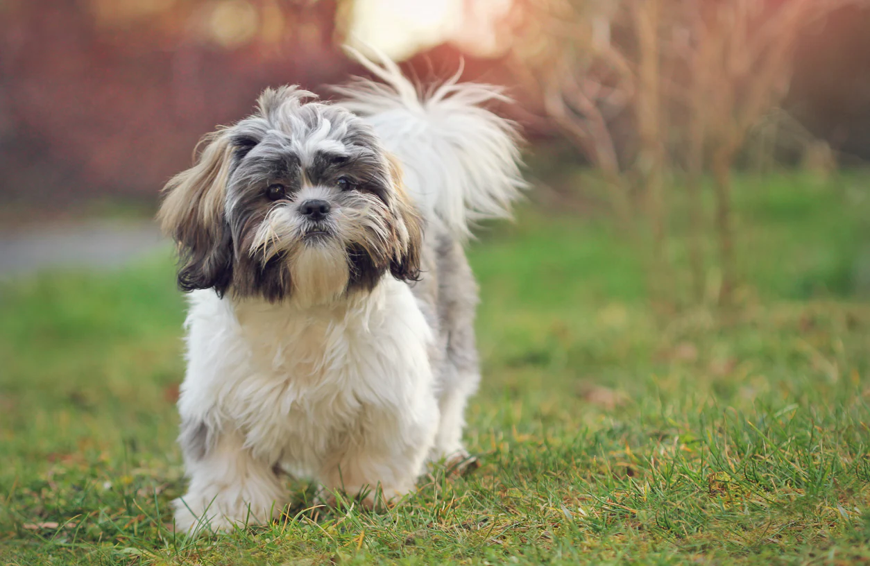 El meme de la criptomoneda Shih Tzu ha subido de precio en un 847800% en unos minutos El meme de la criptomoneda Shih Tzu ha subido de precio en un 847800% en unos minutos