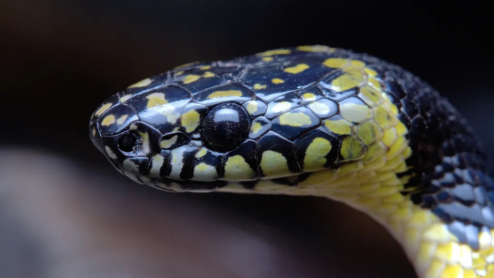 Científicos filman una rara serpiente lobo en el Tíbet
