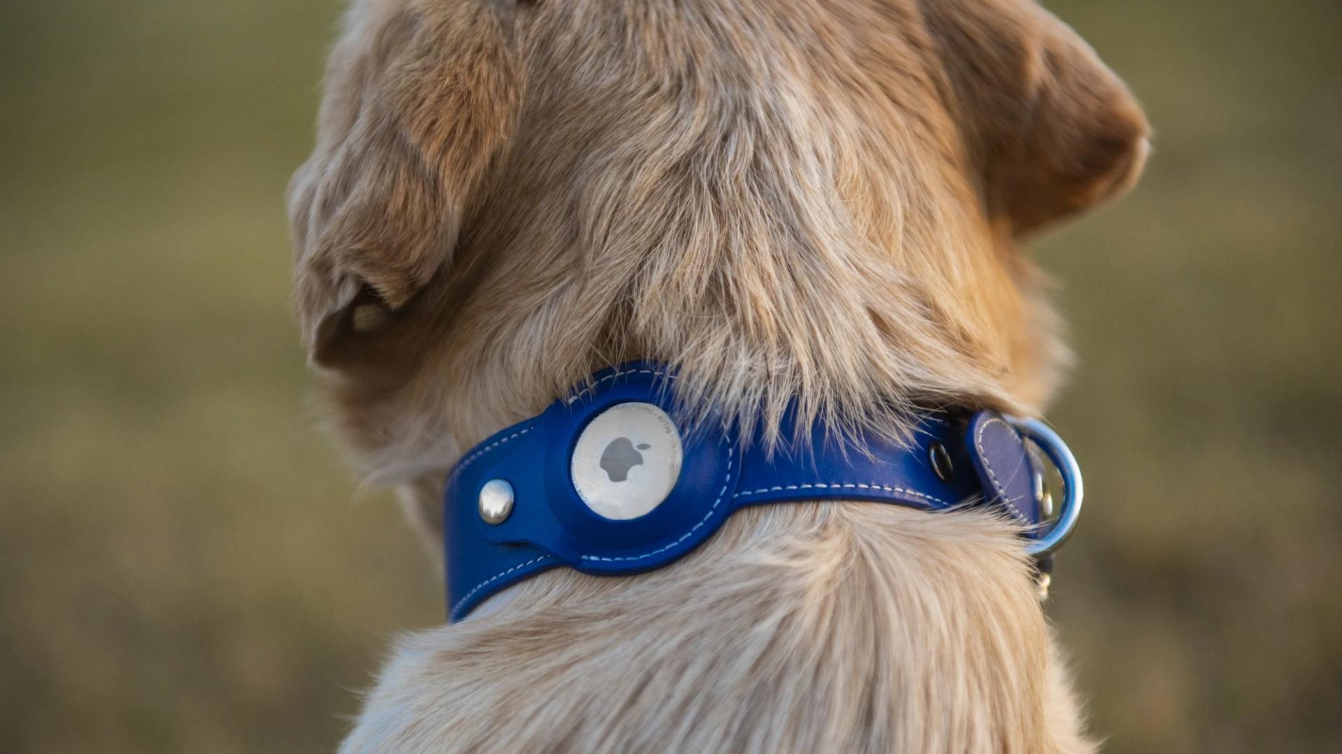 Inesperadamente: Apple AirTag tiene un problema... con los perros (o los perros con ellos) Inesperadamente: Apple AirTag tiene un problema... con los perros (o los perros con ellos)