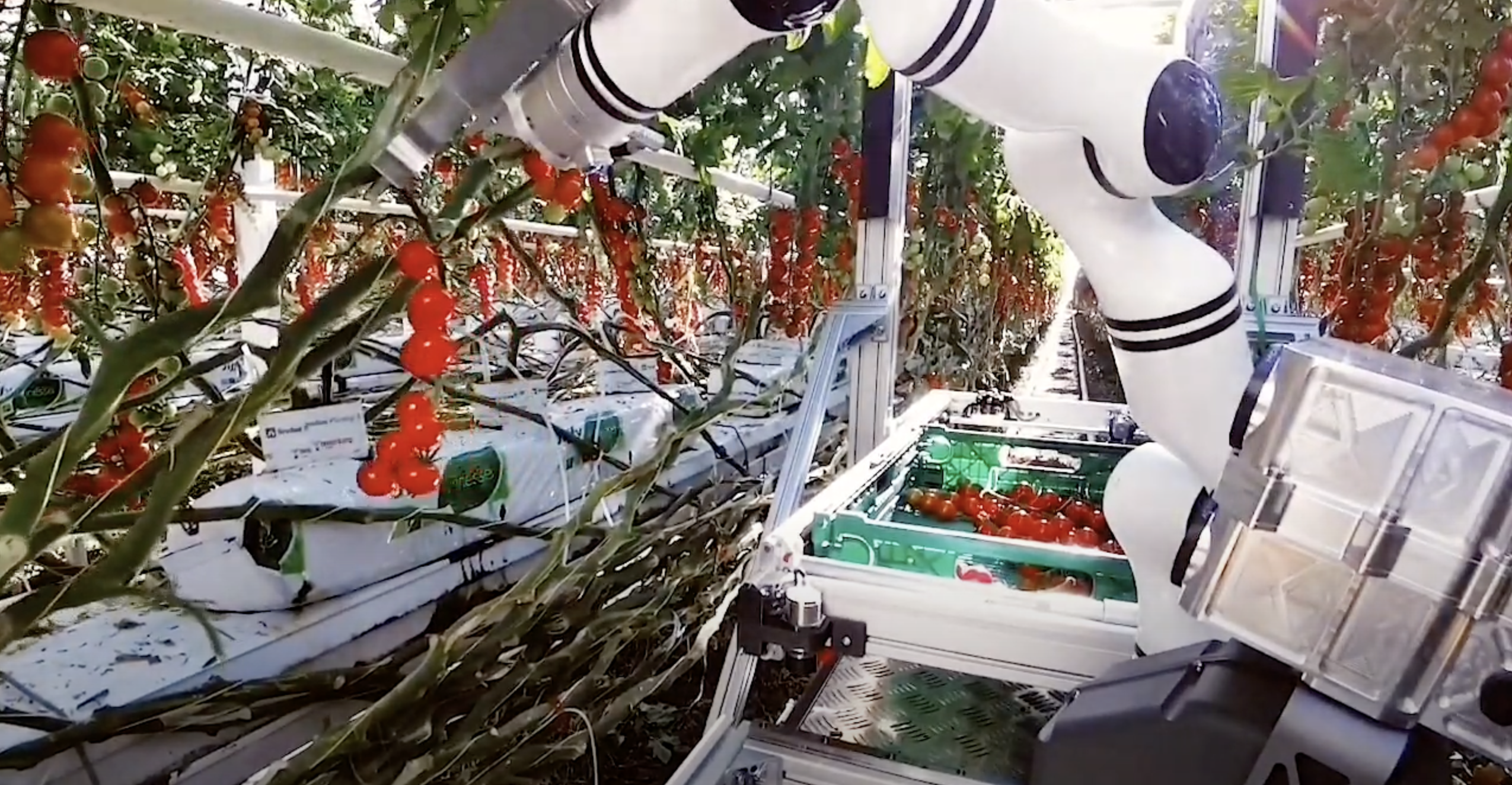 El robot de la startup suiza Floating Robotics cosecha tomates en invernaderos (vídeo) El robot de la startup suiza Floating Robotics cosecha tomates en invernaderos (vídeo)