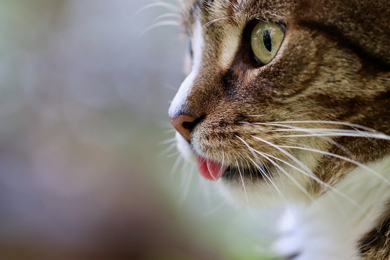 El ojo de gato ayudó a científicos coreanos a crear una cámara de visión nocturna única El ojo de gato ayudó a científicos coreanos a crear una cámara de visión nocturna única