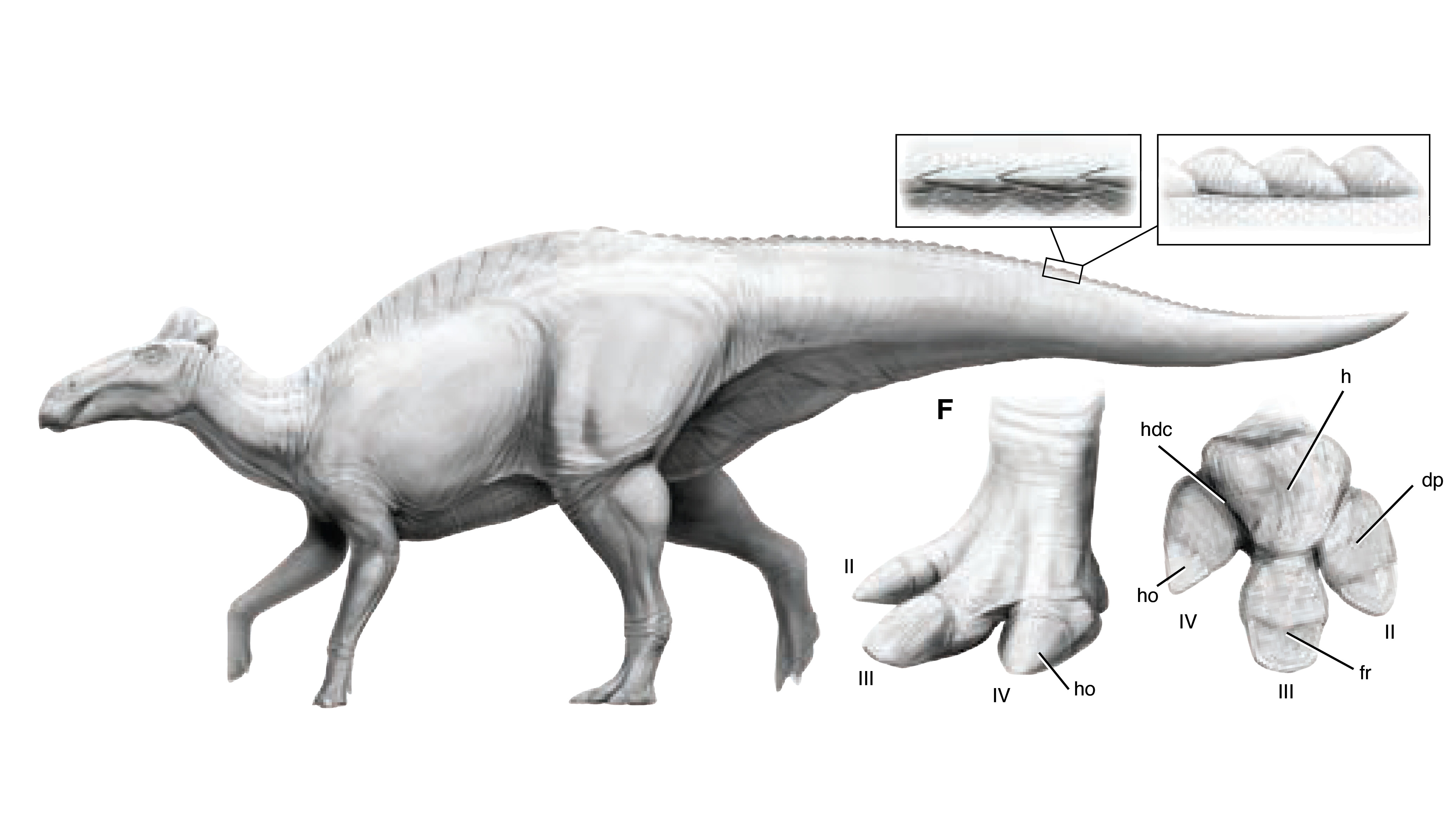 Edmontosaurus Annectens: Explorando la Fascinante Vida de los Hadrosáuridos