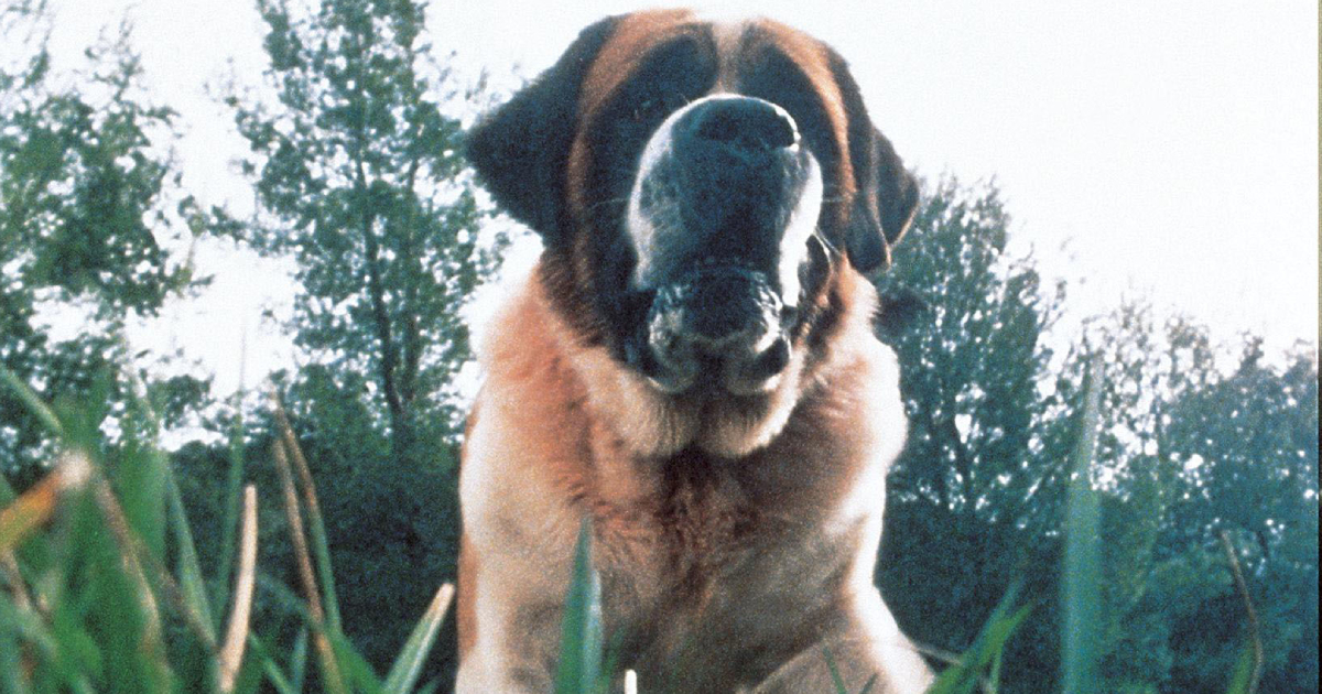 Netflix planea rodar una reimaginación de la novela de King Cujo sobre un perro terrible Netflix planea rodar una reimaginación de la novela de King Cujo sobre un perro terrible