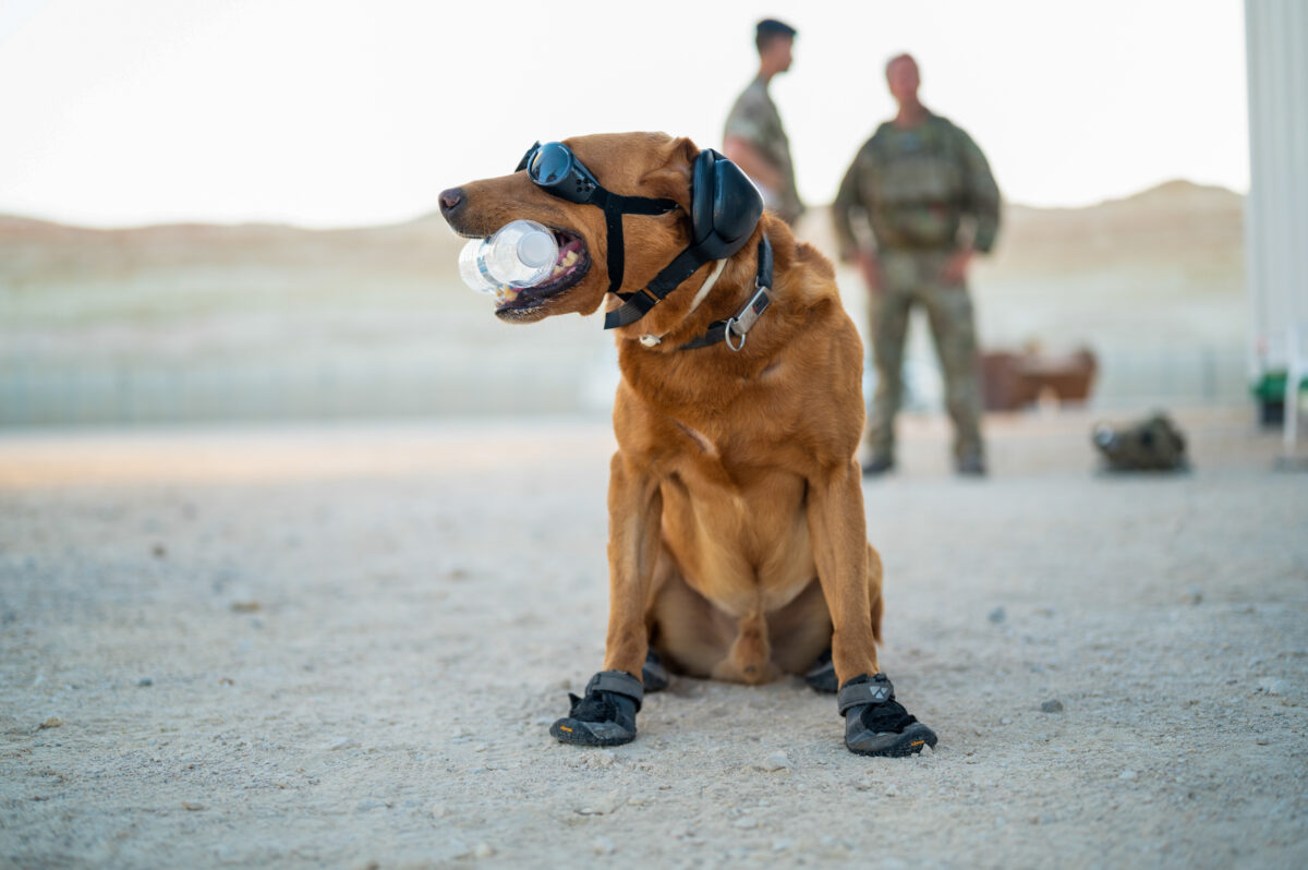 El Reino Unido destinará más de 3 millones de libras al adiestramiento y equipamiento de perros El Reino Unido destinará más de 3 millones de libras al adiestramiento y equipamiento de perros