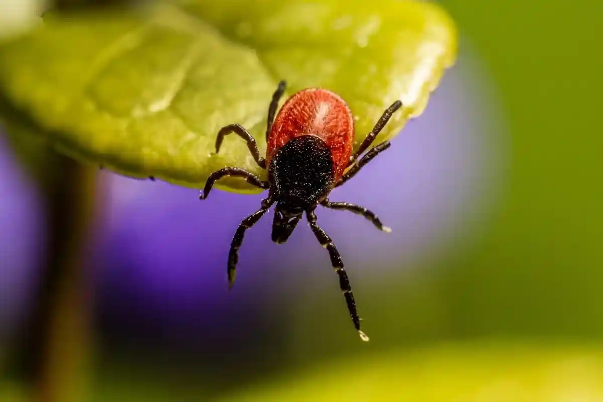 Una píldora para matar garrapatas ha dado resultados prometedores en ensayos con humanos Una píldora para matar garrapatas ha dado resultados prometedores en ensayos con humanos