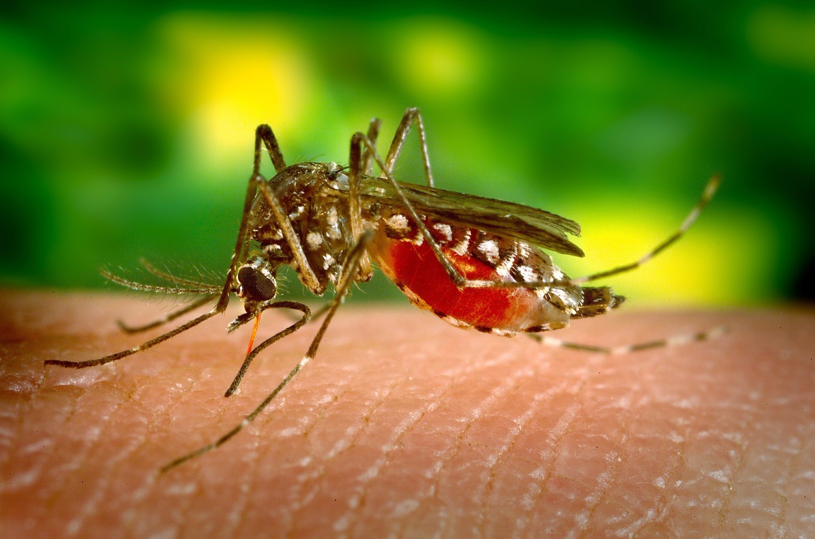 El virus del Zika podría ser un arma contra el cáncer cerebral El virus del Zika podría ser un arma contra el cáncer cerebral