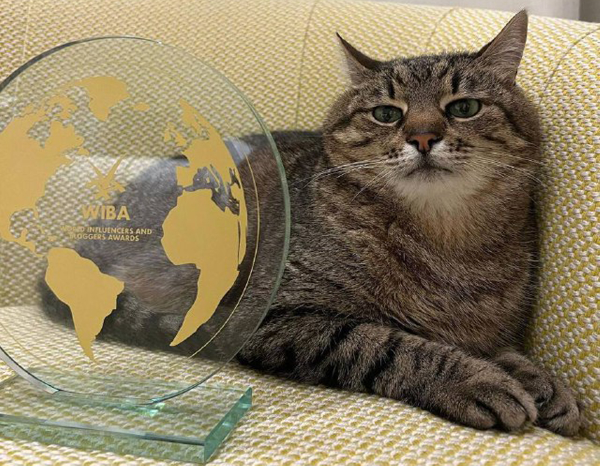 El gato de Kharkiv, Stepan, recibió un premio internacional para bloggers en Cannes después de recaudar $ 10,000 para animales ucranianos.