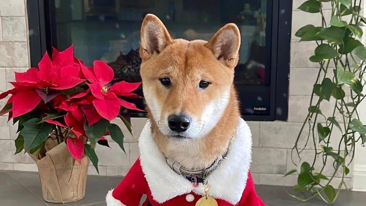 El precio de Santa Floki se disparó 18610% después de la publicación de Elon Musk El precio de Santa Floki se disparó 18610% después de la publicación de Elon Musk