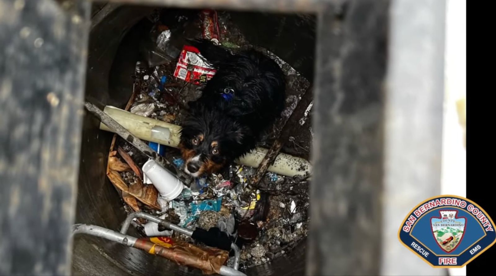 La AirTag de Apple ayudó a salvar a un perro arrastrado por el agua de la tormenta La AirTag de Apple ayudó a salvar a un perro arrastrado por el agua de la tormenta