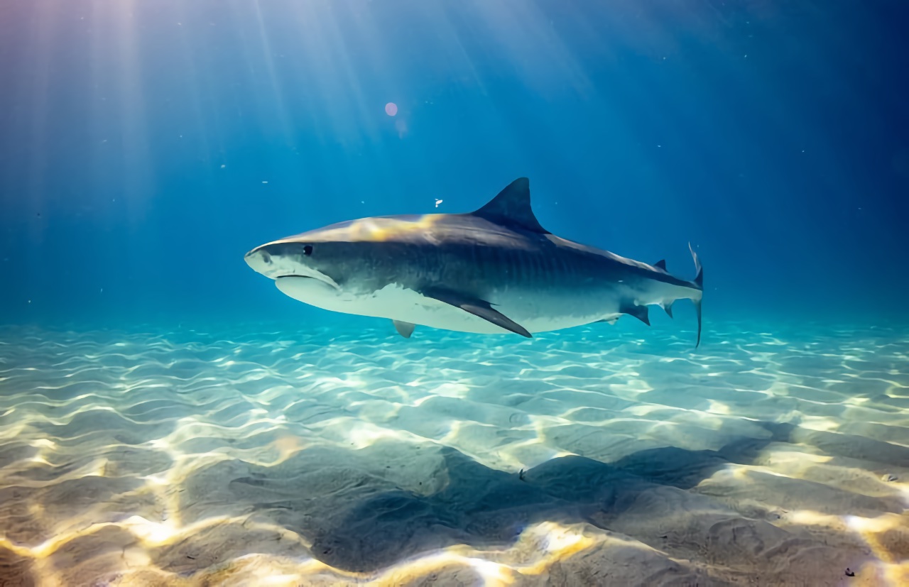 Un modelo informático muestra por qué los tiburones atacan a los surfistas Un modelo informático muestra por qué los tiburones atacan a los surfistas