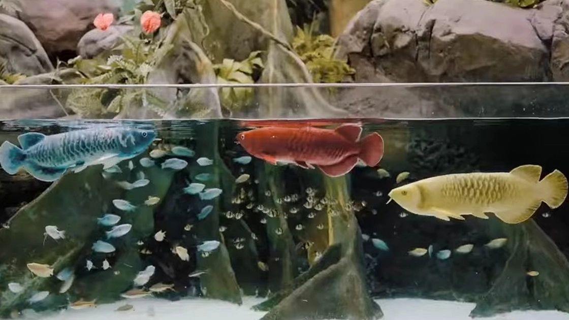 El arowana real puede costar más de 20.000 dólares y exige cuidados muy exigentes.