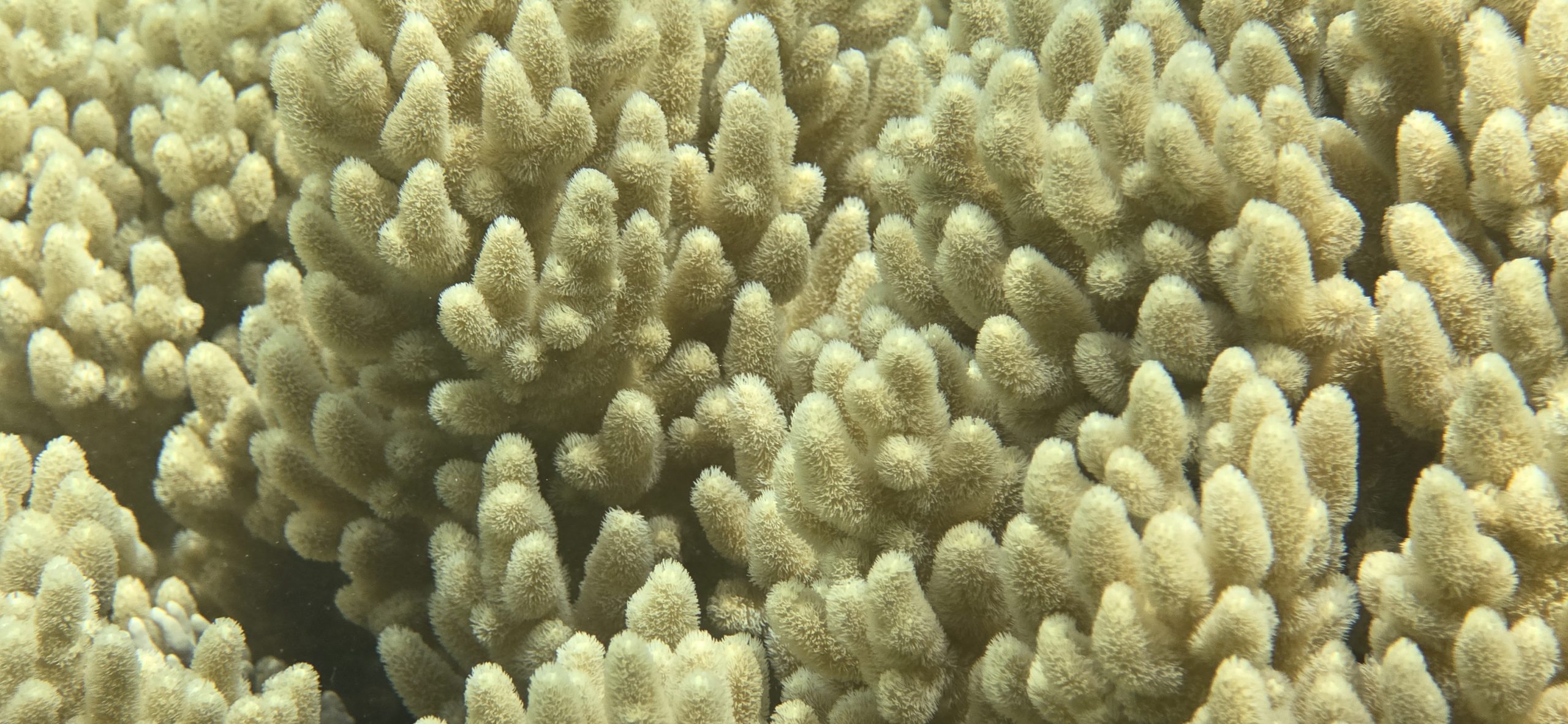 Foto submarina del arrecife de coral 1 Foto submarina del arrecife de coral 1