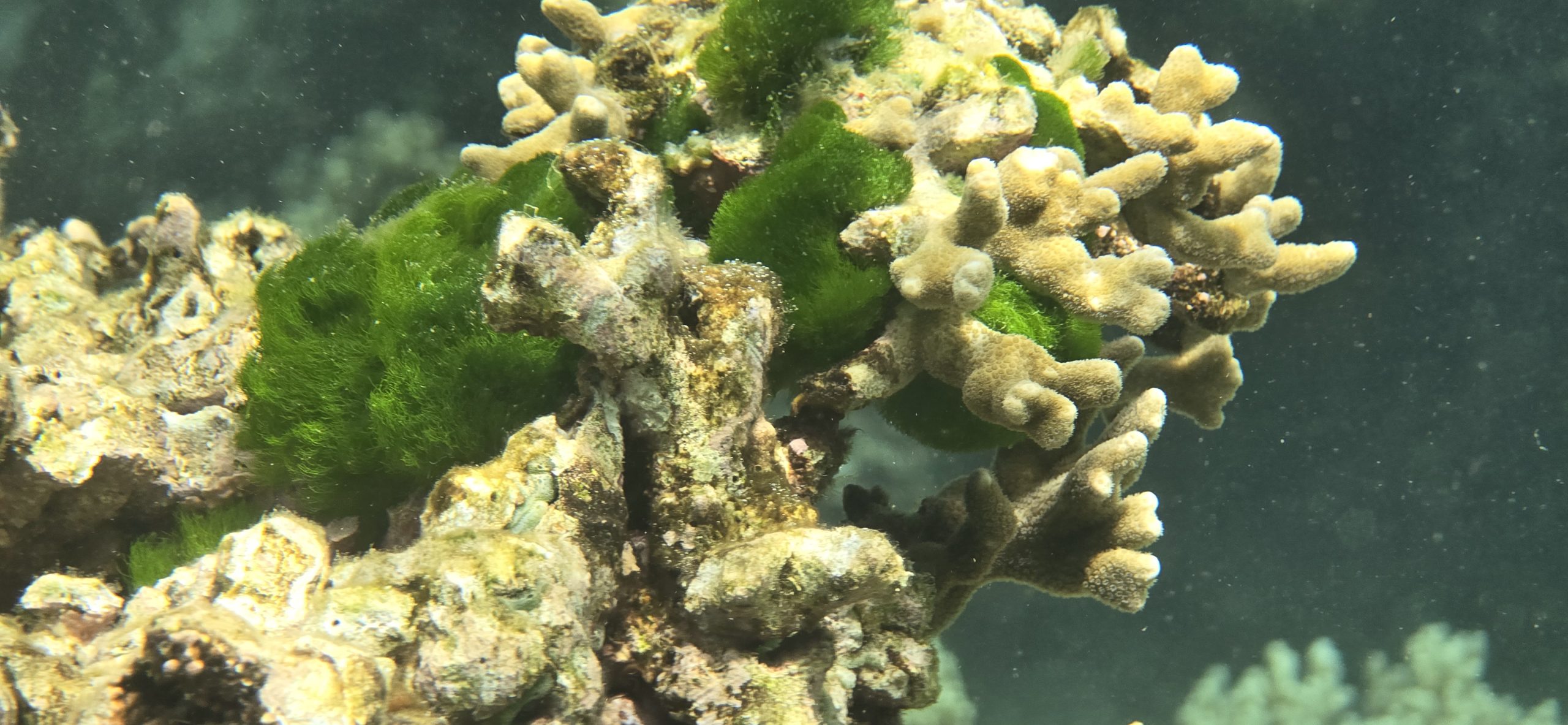 Foto submarina de un arrecife de coral 2 Foto submarina de un arrecife de coral 2