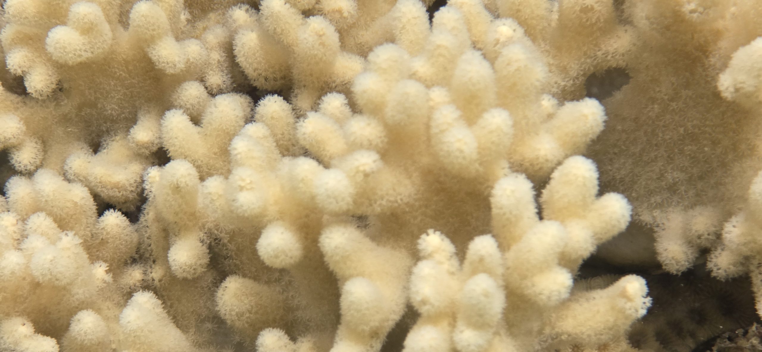 Foto submarina de un arrecife de coral 3 Foto submarina de un arrecife de coral 3