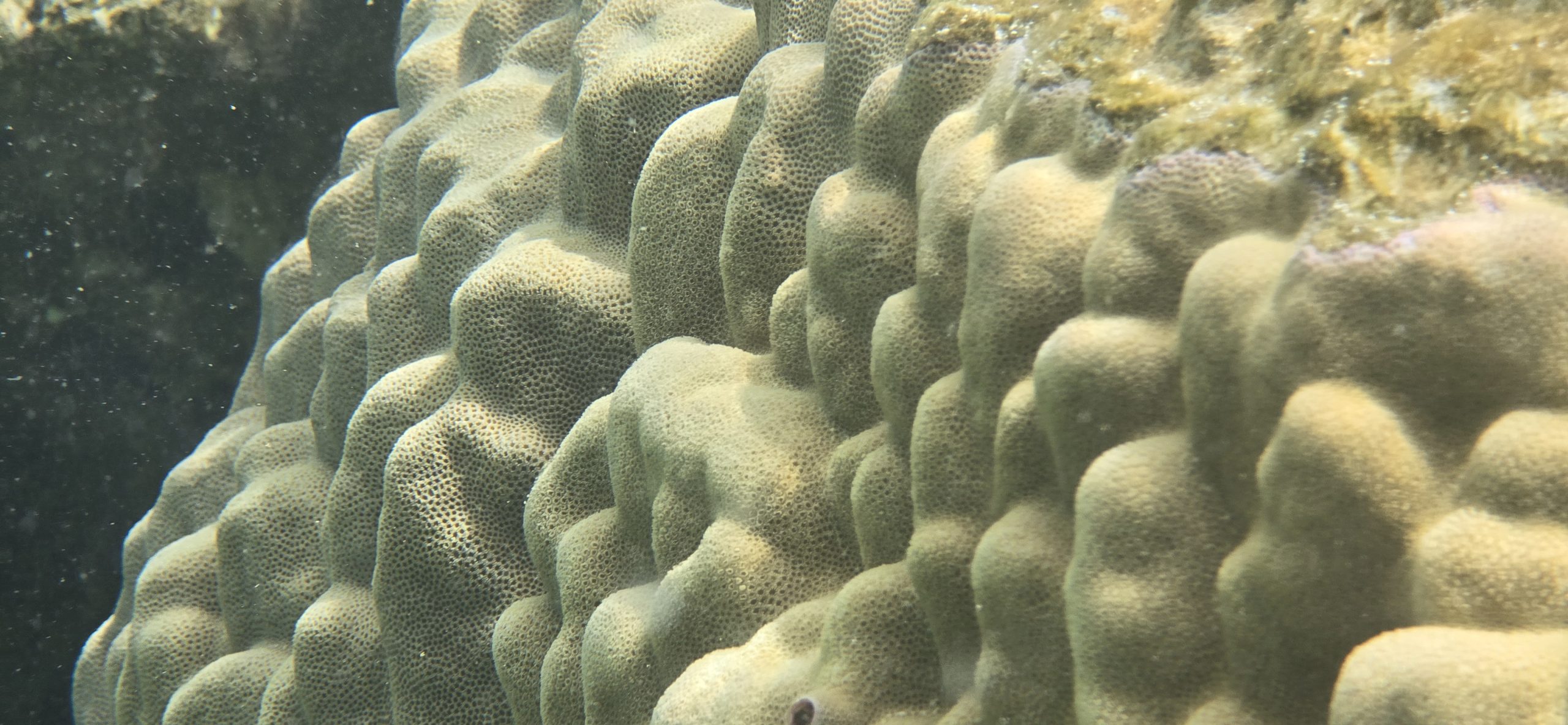 Foto submarina del arrecife de coral 4 Foto submarina del arrecife de coral 4