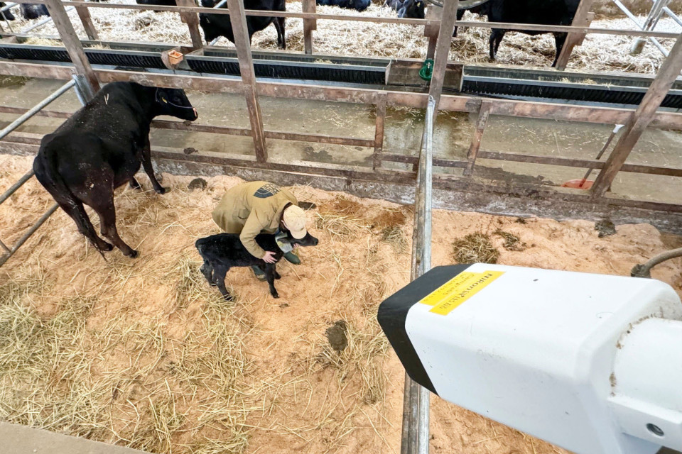Nikon crea una cámara con inteligencia artificial para controlar el parto de las vacas Nikon crea una cámara con inteligencia artificial para controlar el parto de las vacas