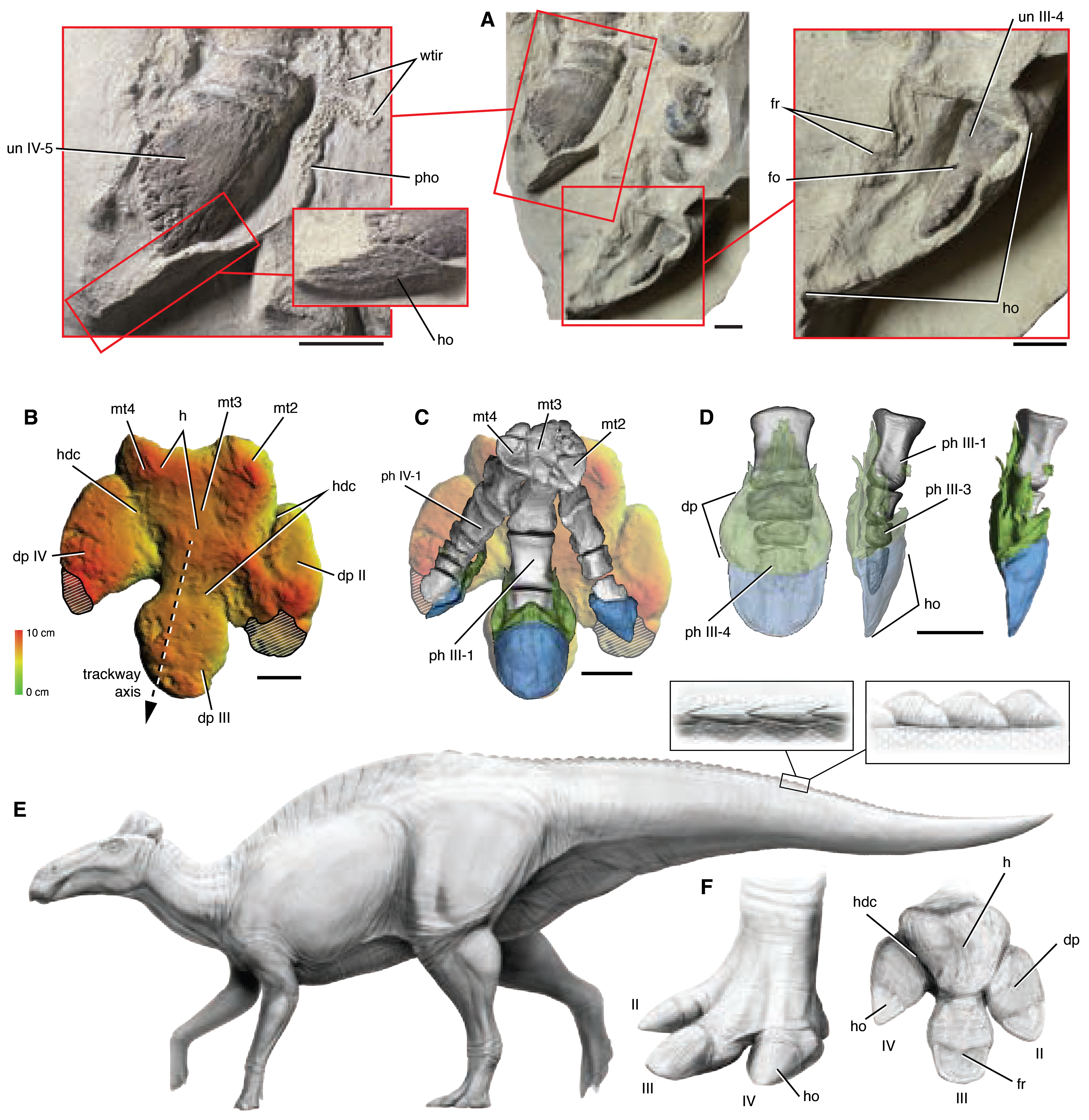 Ілюстрація Edmontosaurus annectens