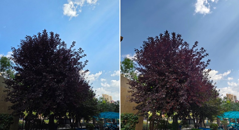 Foto de un árbol, tomada con Galaxy S25 Ultra y Xiaomi 17 Pro Max